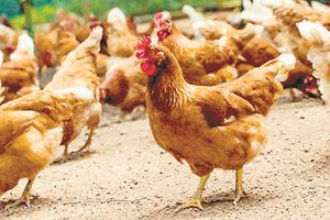 Яйцата с код 3 – жестока практика за отглеждане на кокошки, място колкото лист А4