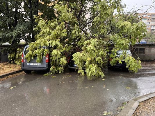 От силната буря са паднали и дървета.