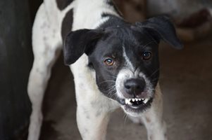 Агресиван питбул напада кучета и техните стопани в София