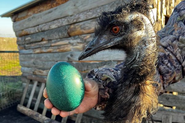 Яйцето е не само голямо, но и много красиво / Снимки: Зоопарк Бургас