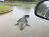 Плъзват алигатори от ураган в Тексас