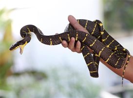 Как се разбират зодиите в Годината на Змията