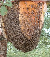 Понякога предизвиканата самосмяна прераства в роево състояние. А това налага пчеларят да проверява за заложените маточници.