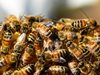 Пчеларите могат да подават заявления за плащане от НПП 2017-2019