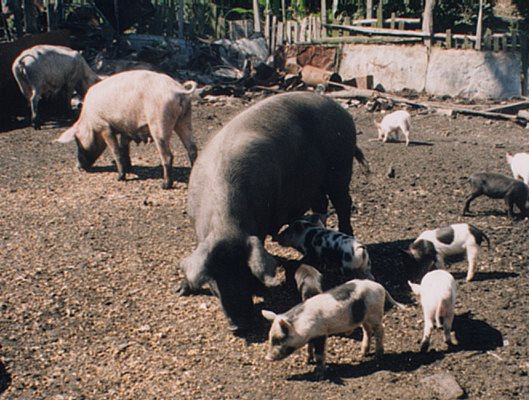 Отглеждането на свине в чертите на Пловдив е забранено. Снимка: 24 часа