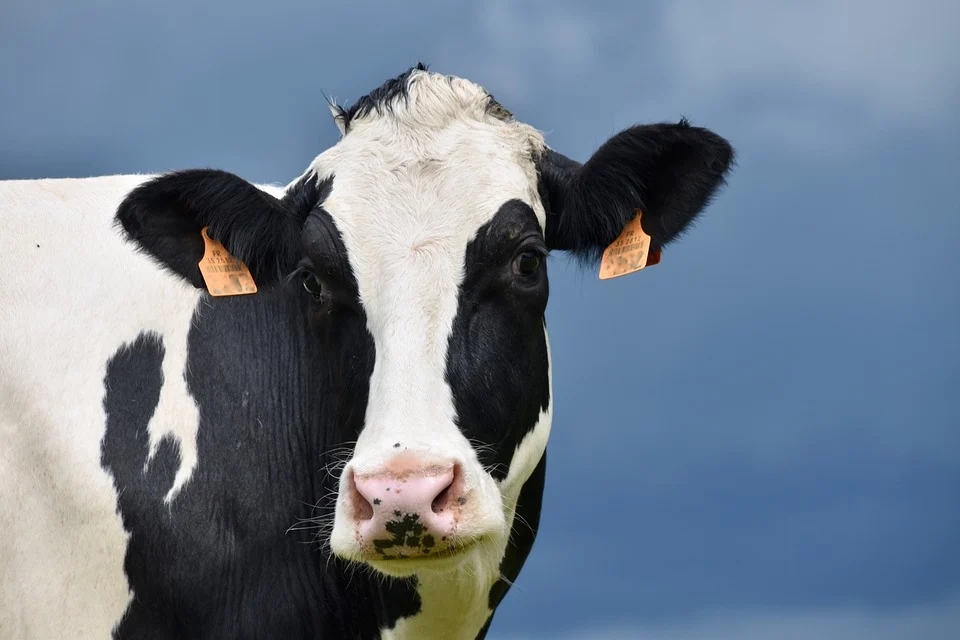 Нидерландия: Няма риск за хората след случая на животно, болно от "луда крава"