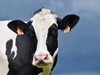Нидерландия: Няма риск за хората след случая на животно, болно от "луда крава"