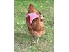 Шотландски кокошки пресичат
улицата със сигнални жилетки (Видео)