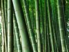 Учени тестват бамбука като строителен материал