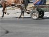 Без каруци в София, конфискуваните коне - в кучкарник и после на търг