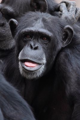 Горски шимпанзета са се научили да копаят кладенци за вода