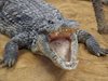 Крокодил нападна кола, откъсна предницата й (Видео)