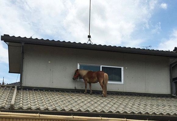 Кон се спаси върху покрив от проливните дъждове в Курашики, префектура Окаяма, в Япония.