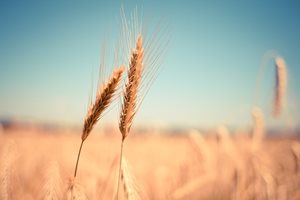 Зърнопроизводителите в България продължават да сеят с чуждестранни семена пшеница и хибриди слънчоглед