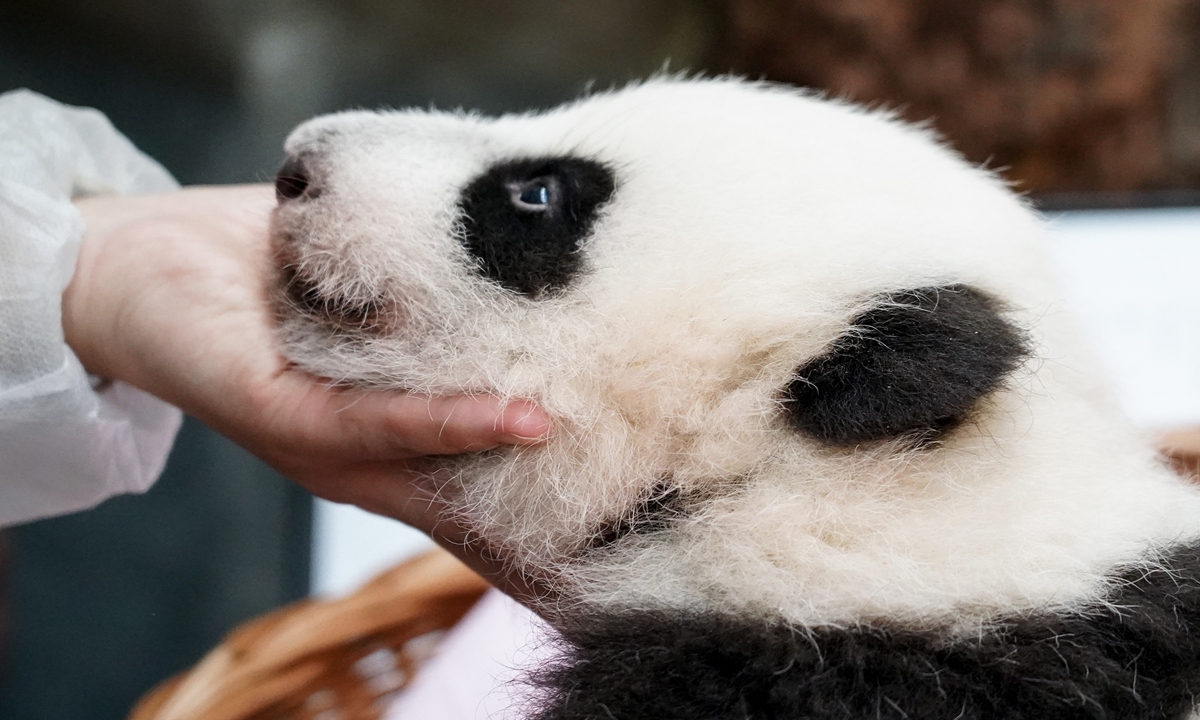 Радио Китай: Московчани избират име за новородената си панда, Катюша за момента води в класацията
