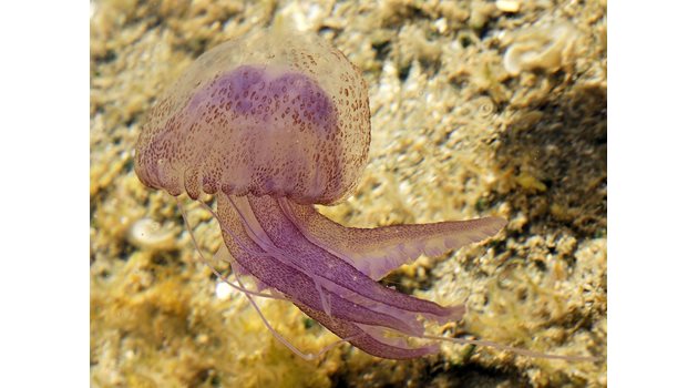Жилещата медуза Pelagia noctiluca.
