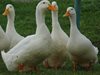 Започнаха да унищожават близо 15 хиляди патици заради птичия грип
