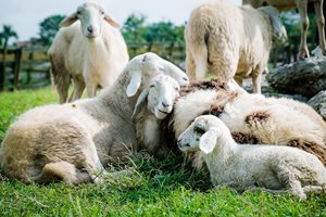 Проверете овцете и козите за заразната болест ектима - тя се вихри през лятото и късната есен