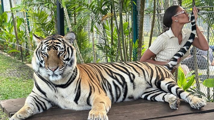 Мисис България ГАЛИ тигър в Тайланд