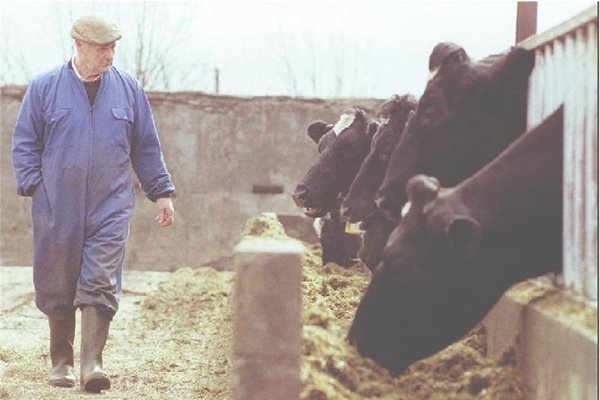 Датските ферми са готови да обучат и наемат български младежи. 
СНИМКА: РОЙТЕРС