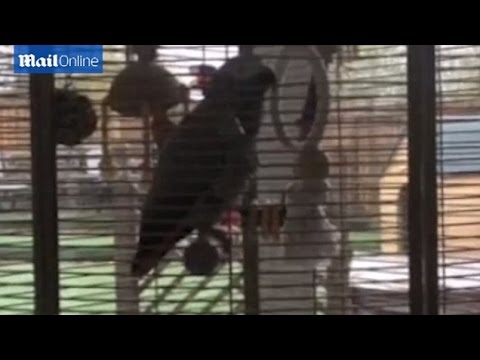 Папагал страда от раздвоение на личността, мисли се за пиле (видео)