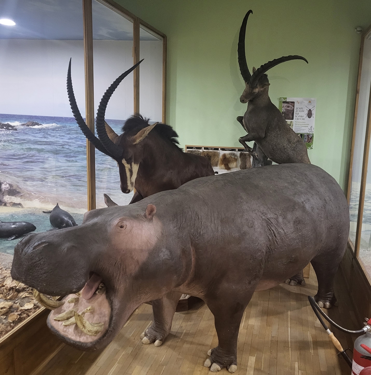 Нови хипопотам, алпийски козирог и черна антилопа радват децата в Природонаучния музей в Пловдив