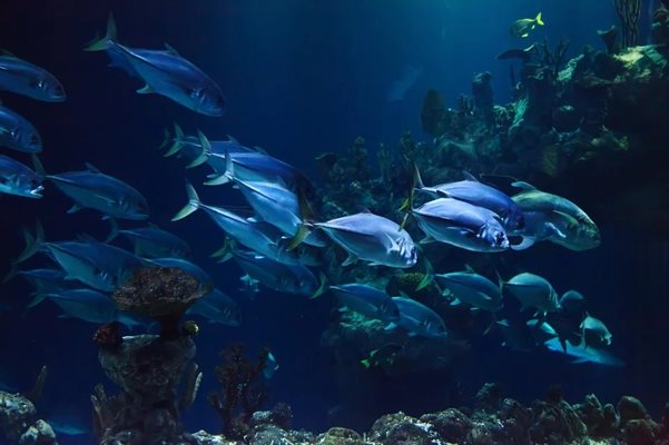Глобалното затопляне и замърсяването причиняват хормонални промени у рифовите риби и ги правят по-уязвими от атаките на хищници СНИМКА: Pixabay