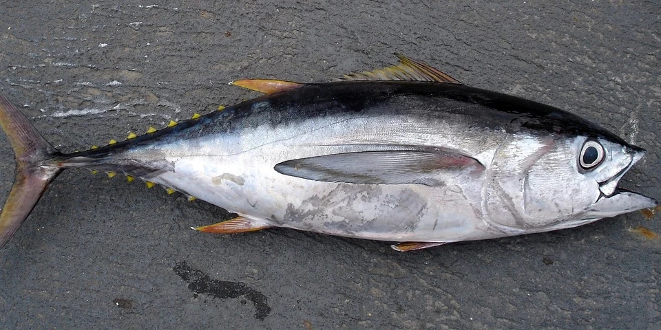 Тонове мъртва риба заради пресъхнал язовир в Ямболско
