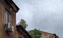 В Деня на пчелите огромен рояк  жужи като дрон и пада  покосен  в центъра на София (Обзор, видео, снимки)