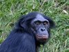 Маймуните са способни философски да подхождат към вземането на решения