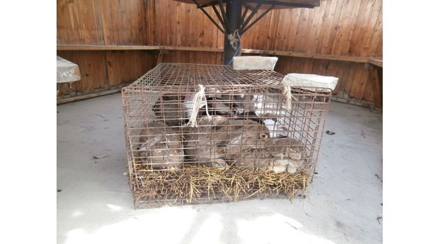 Похитените зайци бяха открити в добро състояние и върнати на 68-годишната им собственичка.