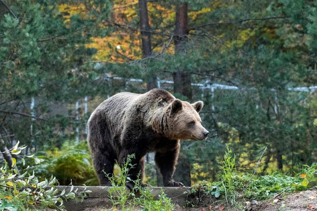 Три мечки заспаха в парка в Белица, въпреки топлото време