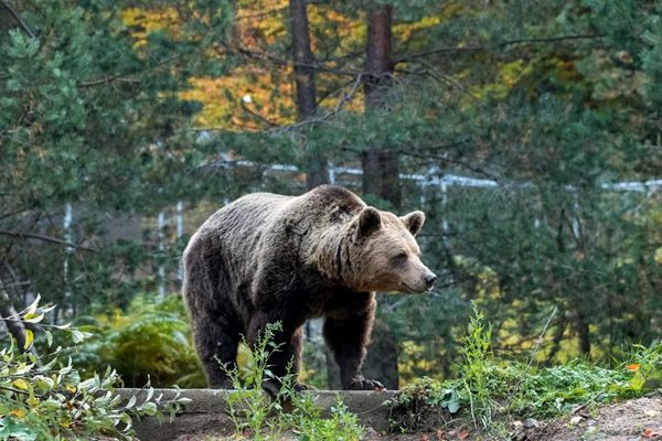 Три мечки заспаха в парка в Белица, въпреки топлото време. СНИМКА: Парк за мечки Белица