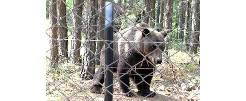 Мечокът Митко беше върнат при половинката си