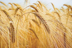 Русия е ожънала пшеница за 1 млрд. долара в Украйна