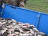 Иззеха 43 кг риба при 350 проверки