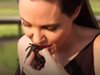 Анджелина Джоли и децата й ядоха тарантула в Камбоджа (Видео)