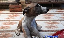 Съдбата на индийското куче Роки трогна сърцата на милиони по света