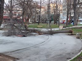 Ураганният вятър прекъсна тролейбусното движение и нанесе нови щети във Враца
