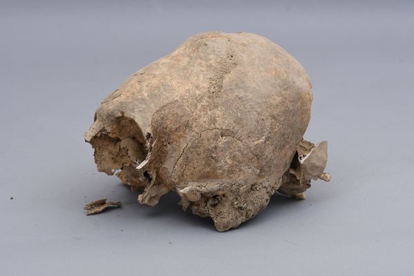 Откраднатият през септември м.г. череп отново е върнат във фондохранилищата на музея в Стара Загора.
Снимка: РИМ в Стара Загора