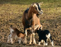 Хранене на овце и кози майки