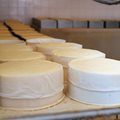 Бъдещата мадра ще произвежда сирене и кашкавал. Снимка: Архив