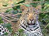Леопарди бяха заснети в индонезийската 
джунгла