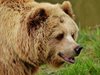 Отварят парка за танцуващи мечки в Белица
