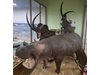 Нови хипопотам, алпийски козирог и черна антилопа ще радват децата в Природонаучния музей в Пловдив