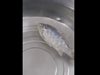 Смайващо видео на замразена риба, която оживява, се превърна в един от хитовете на Youtube в последните дни. От клипчето, което е заснето в Китай, се вижда, как мъж изважда от фризера напълно замразена риба и я поставя в леген с вода. Преди това хората, които правят 