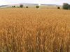 Земеделците прибраха 5,3 млн. тона пшеница при 99% ожънати площи