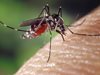 Комарите имат важно значение за екосистемите