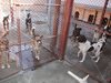 Свършиха местата за бездомни кучета в Пловдив