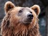 Изгониха мечка за кражба на сладкиши от италиански ски курорт, а тя се върна за още